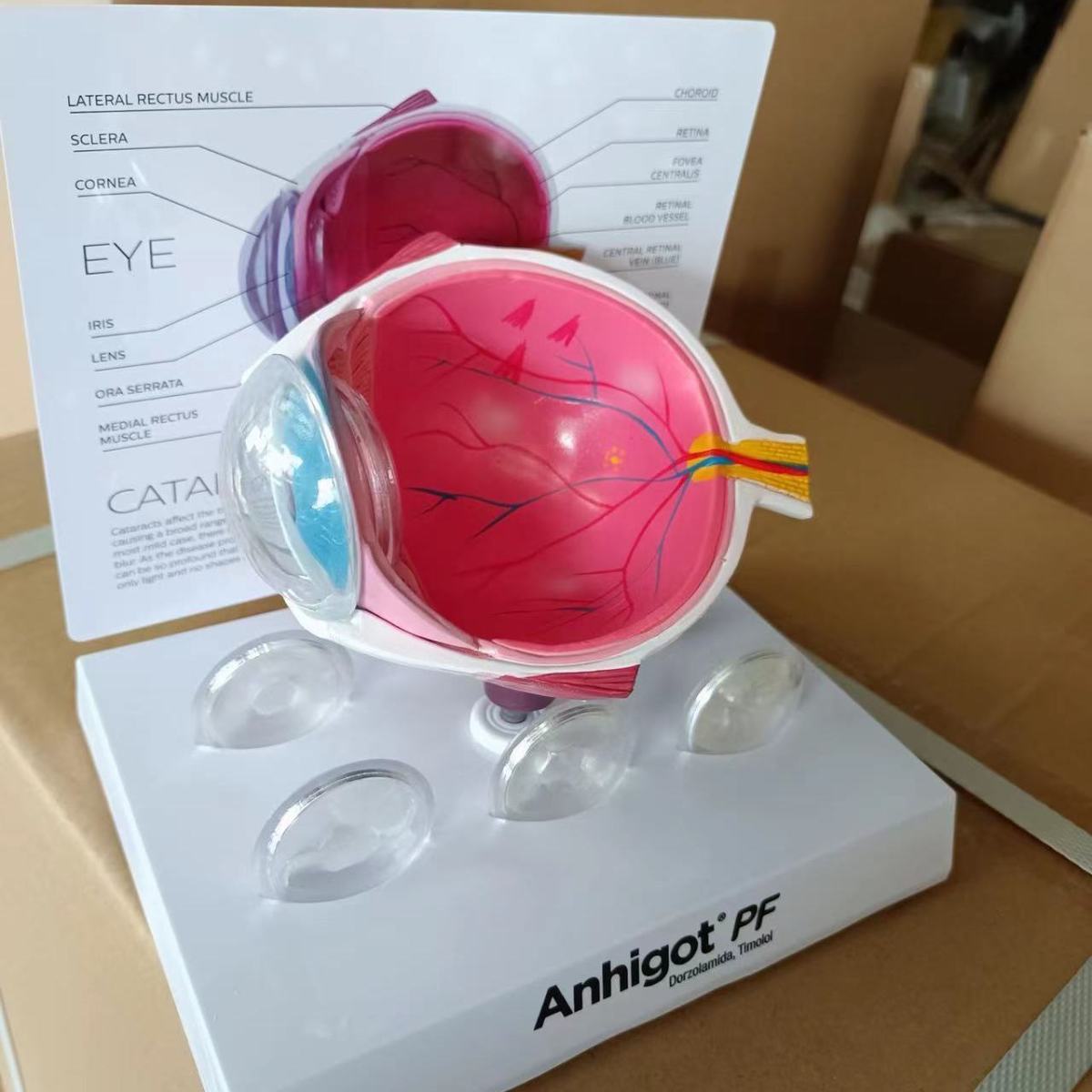 Eye Model Cataract Eye Model,  - Science Exhibition Models recension och pris